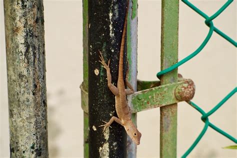 How Lizards Are Changing in Cities .